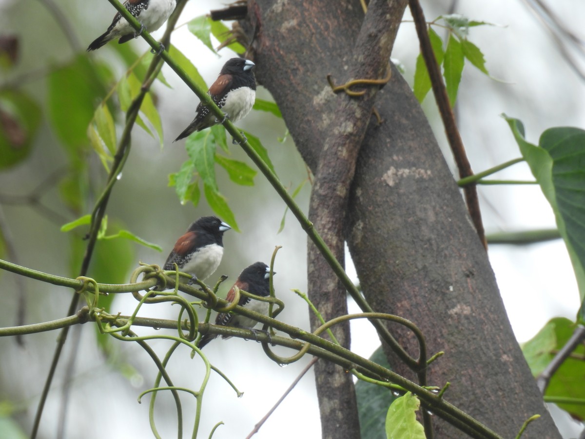 Glanzelsterchen - ML644362791