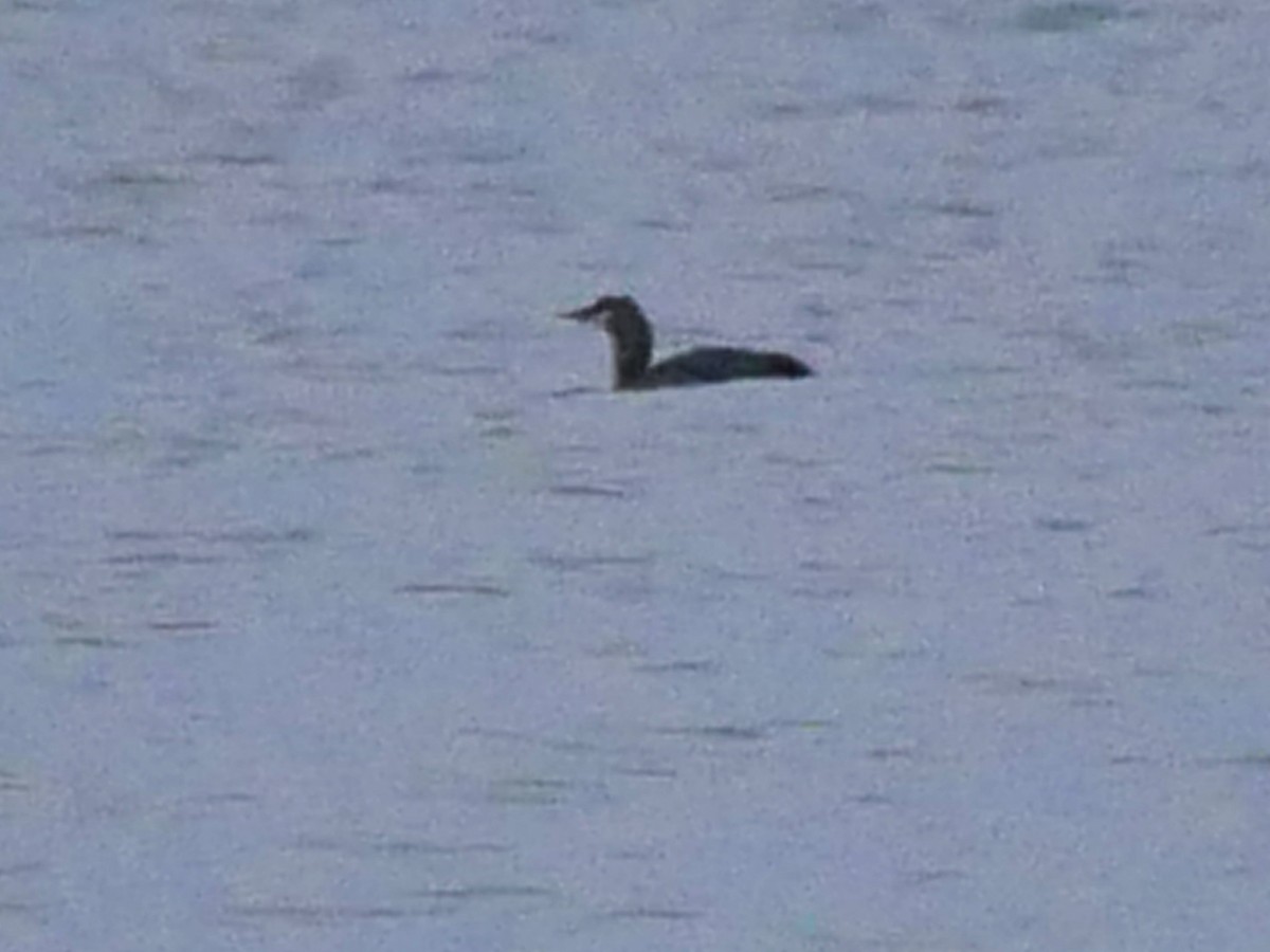 Буурал шунгуур - ML644362792