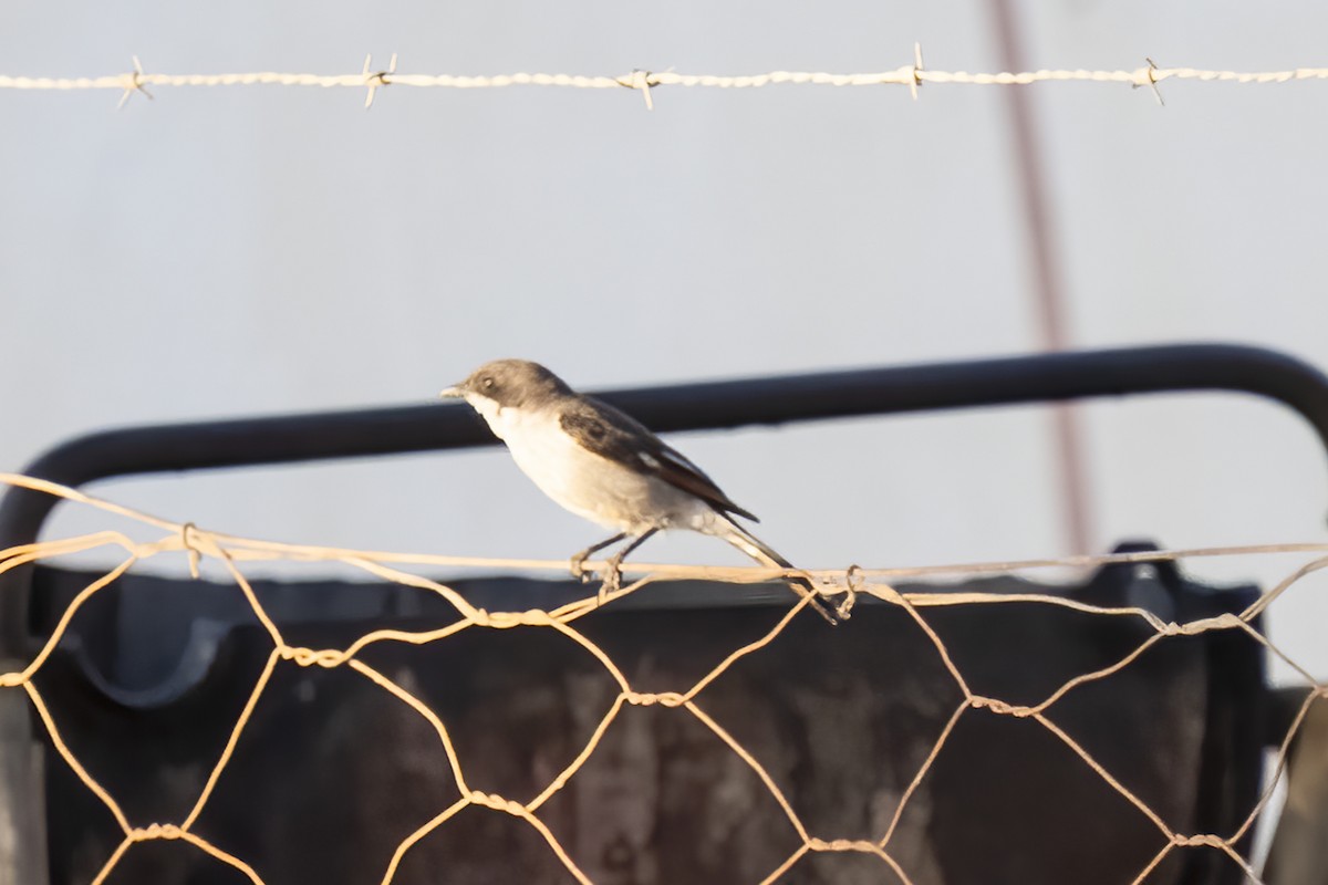 Fiscal Flycatcher - ML644362795