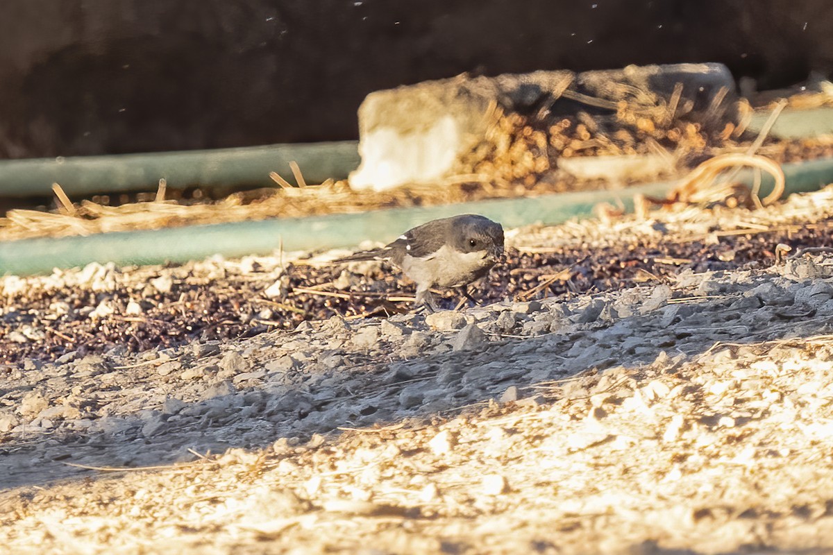 Fiscal Flycatcher - ML644362797