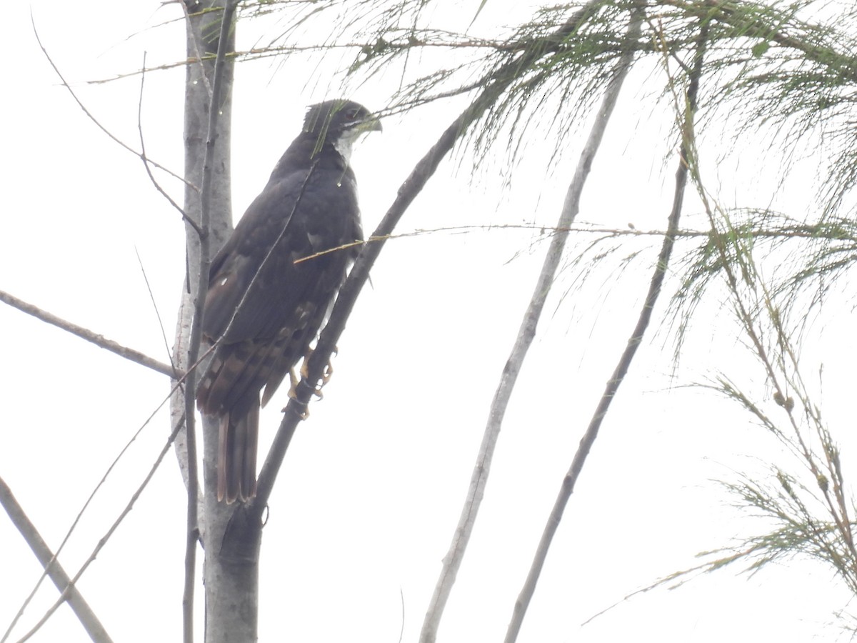 Black Goshawk - ML644362808