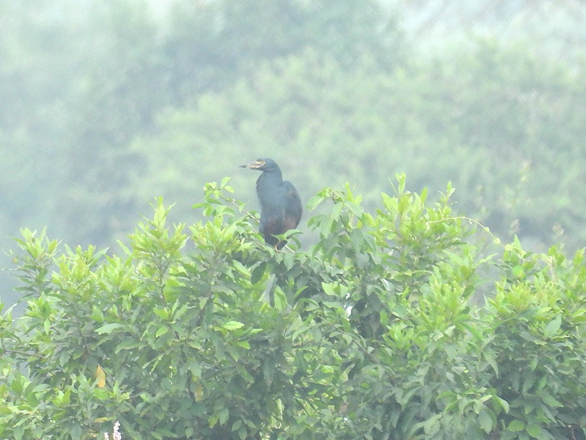 Rufous-bellied Heron - ML644362816