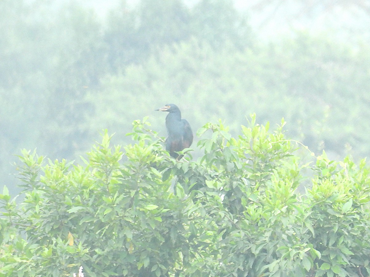 Rufous-bellied Heron - ML644362817