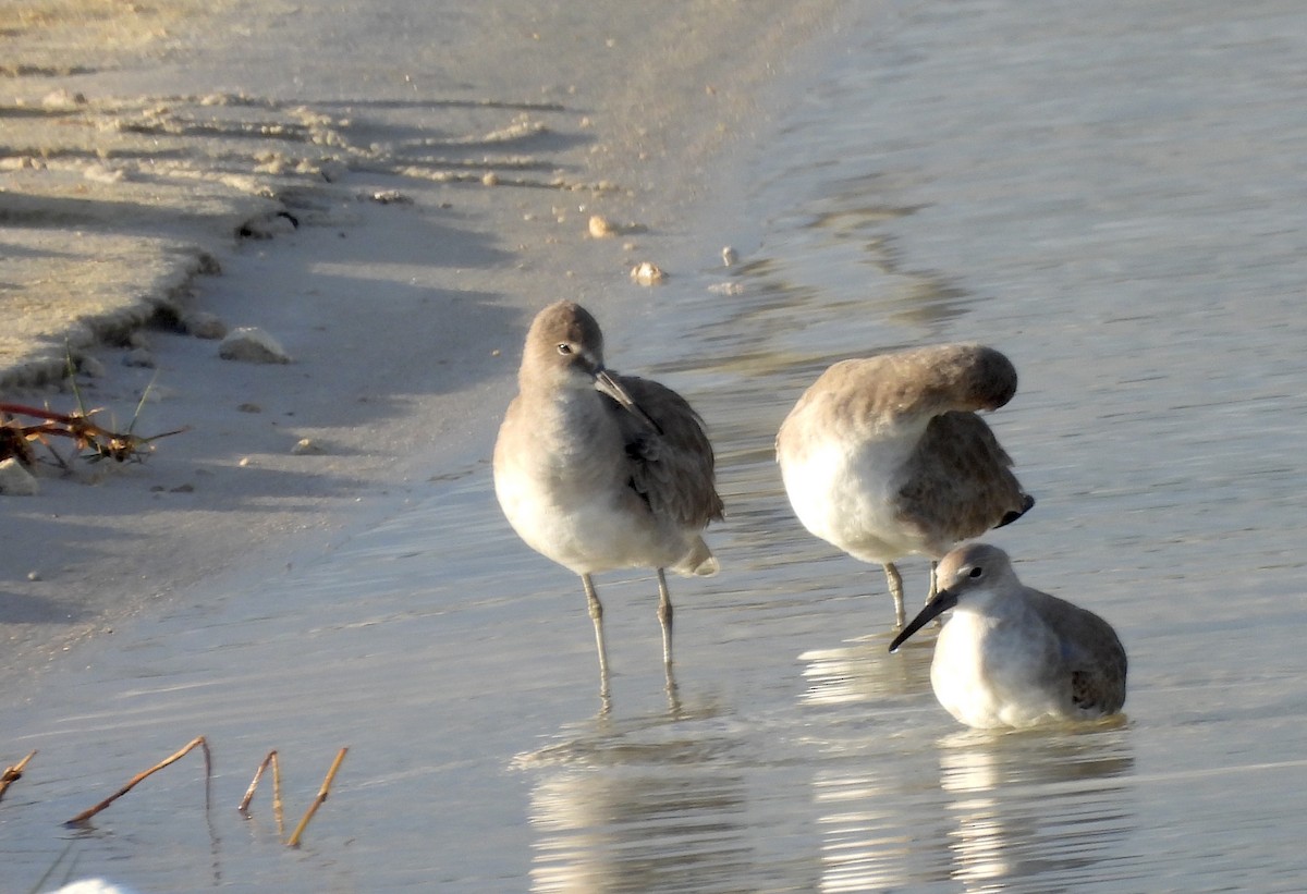 Kuliska erdipalmatua - ML644362860