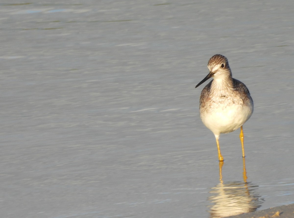 vodouš velký - ML644362864