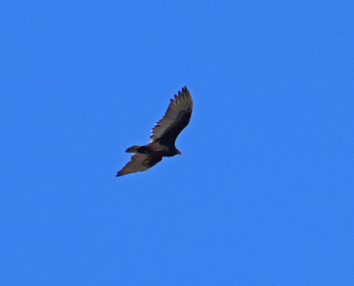 Turkey Vulture - ML644362869