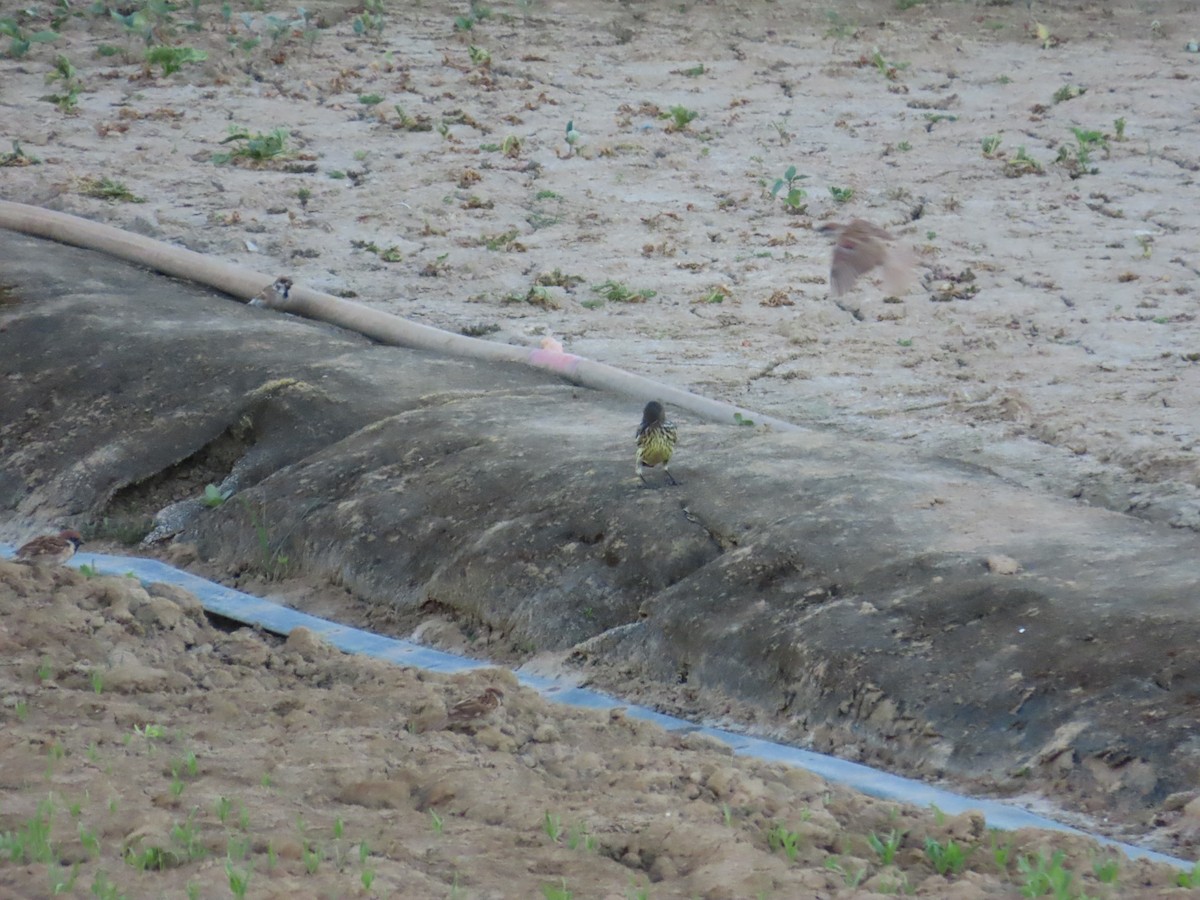 špaček rudooký - ML644362873