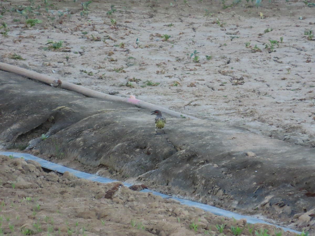 špaček rudooký - ML644362874