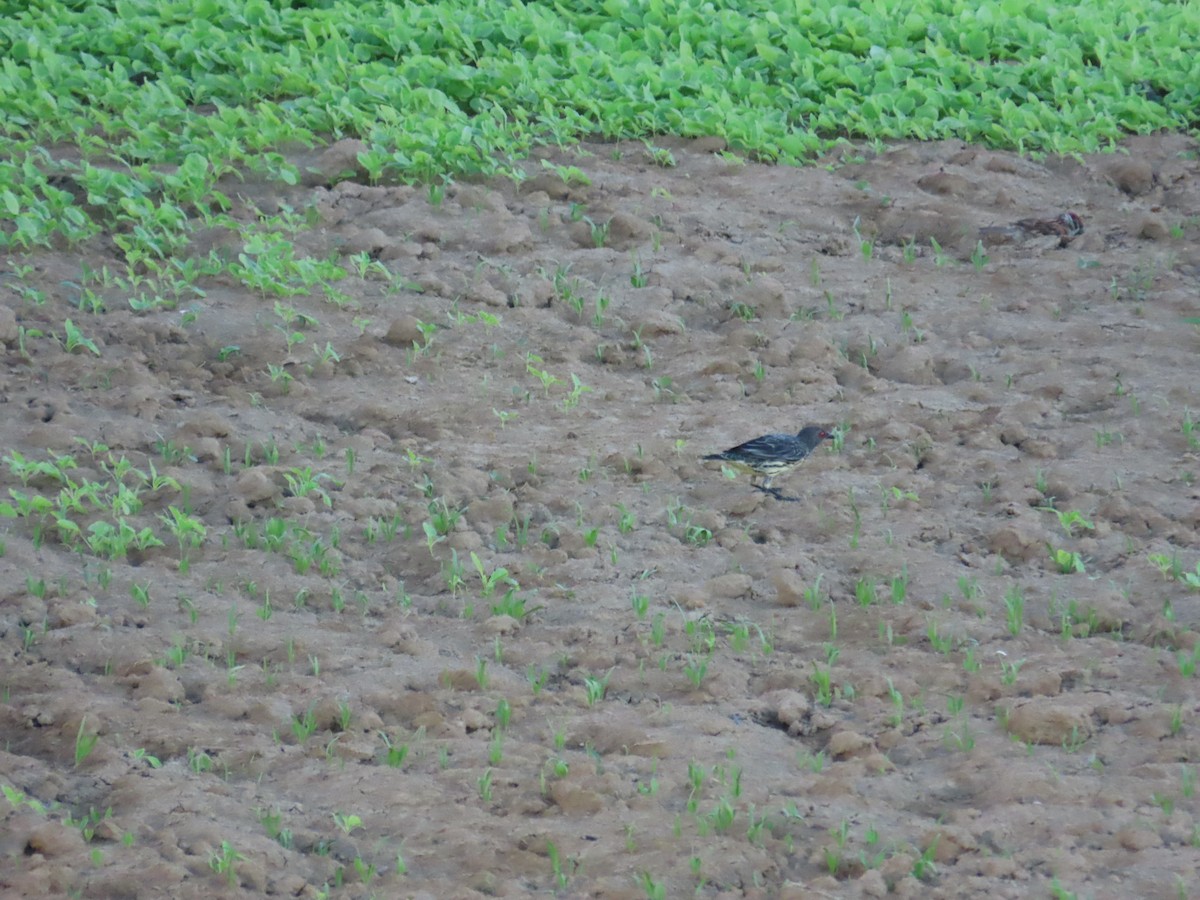 špaček rudooký - ML644362875