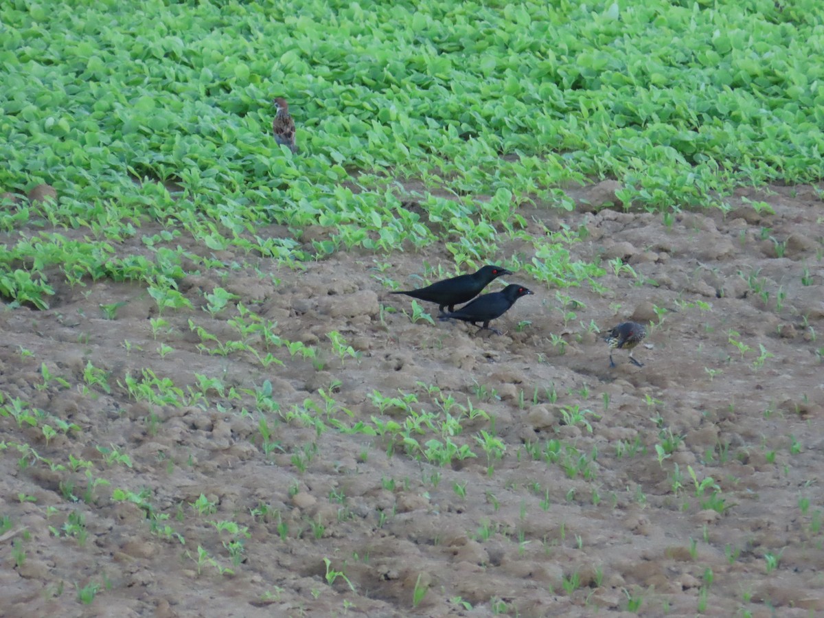 špaček rudooký - ML644362876