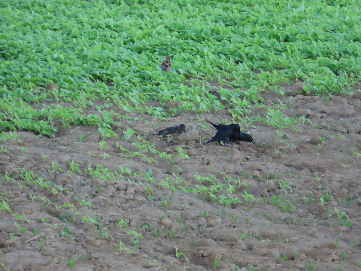 špaček rudooký - ML644362877