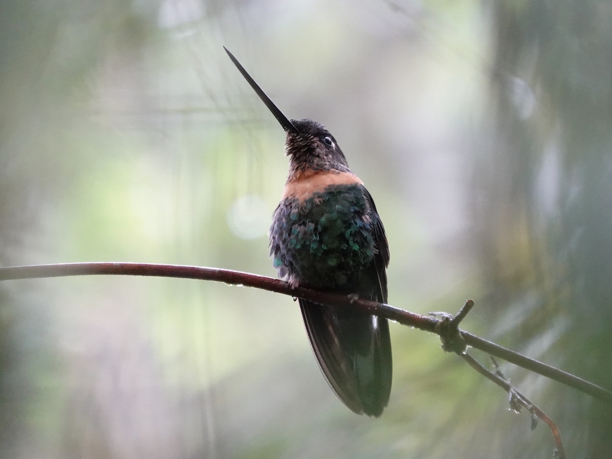 Gould's Inca - ML644362883