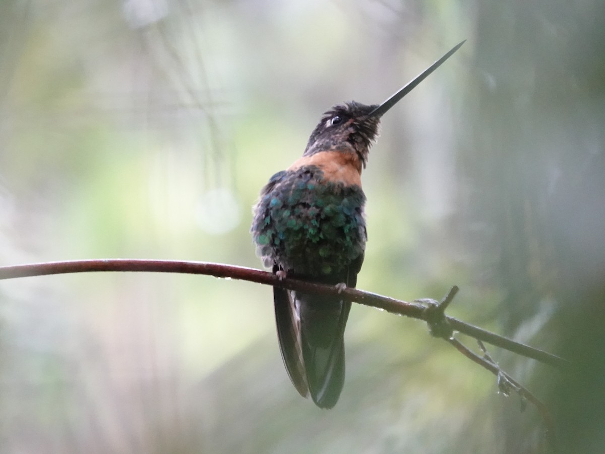 Gould's Inca - ML644362884