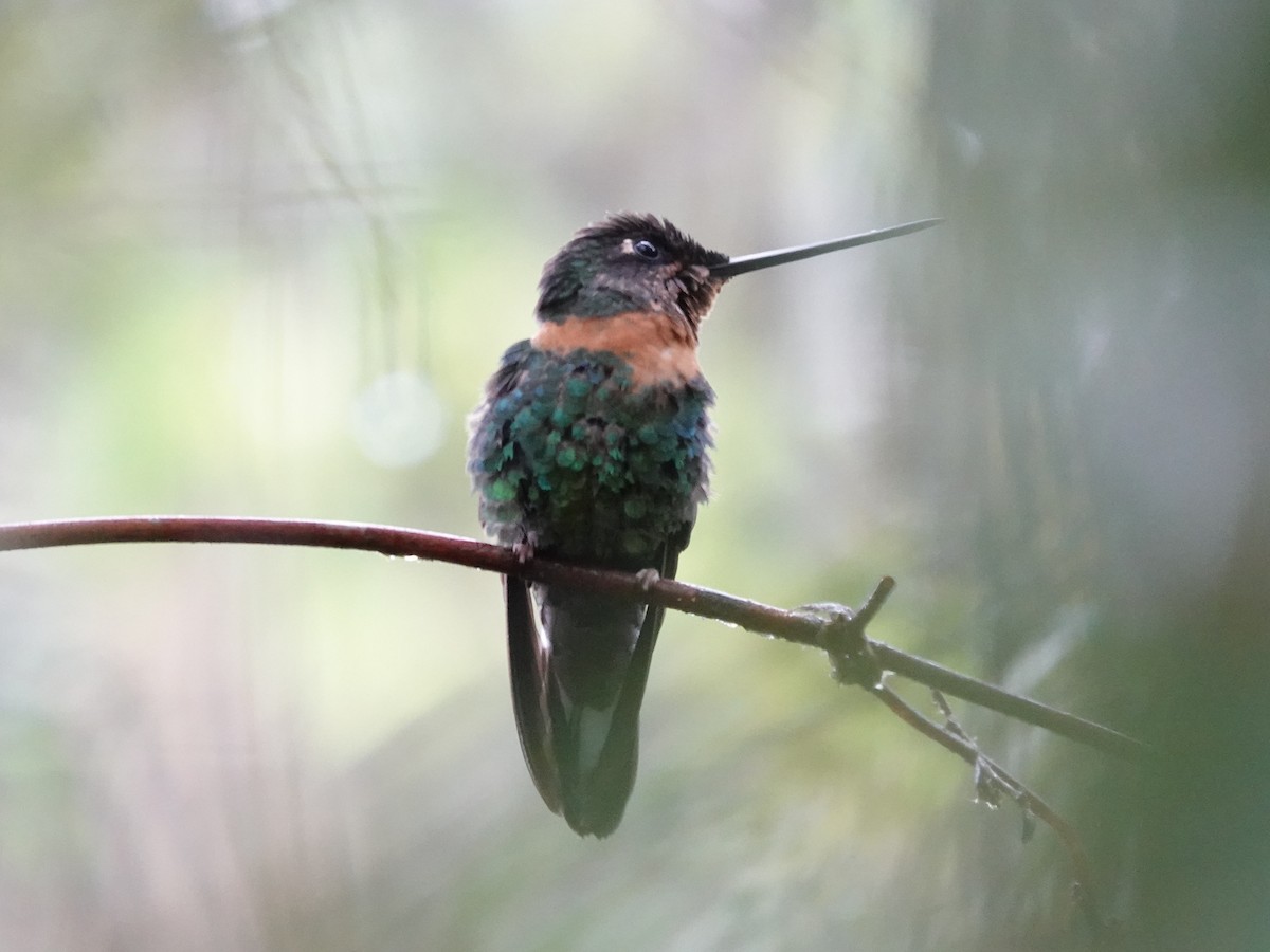 Gould's Inca - ML644362885