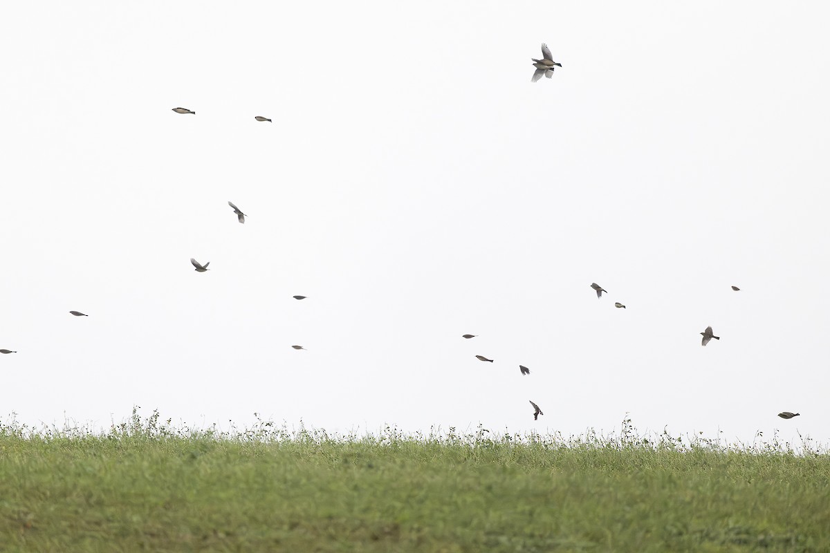 linduška tundrová - ML644362886