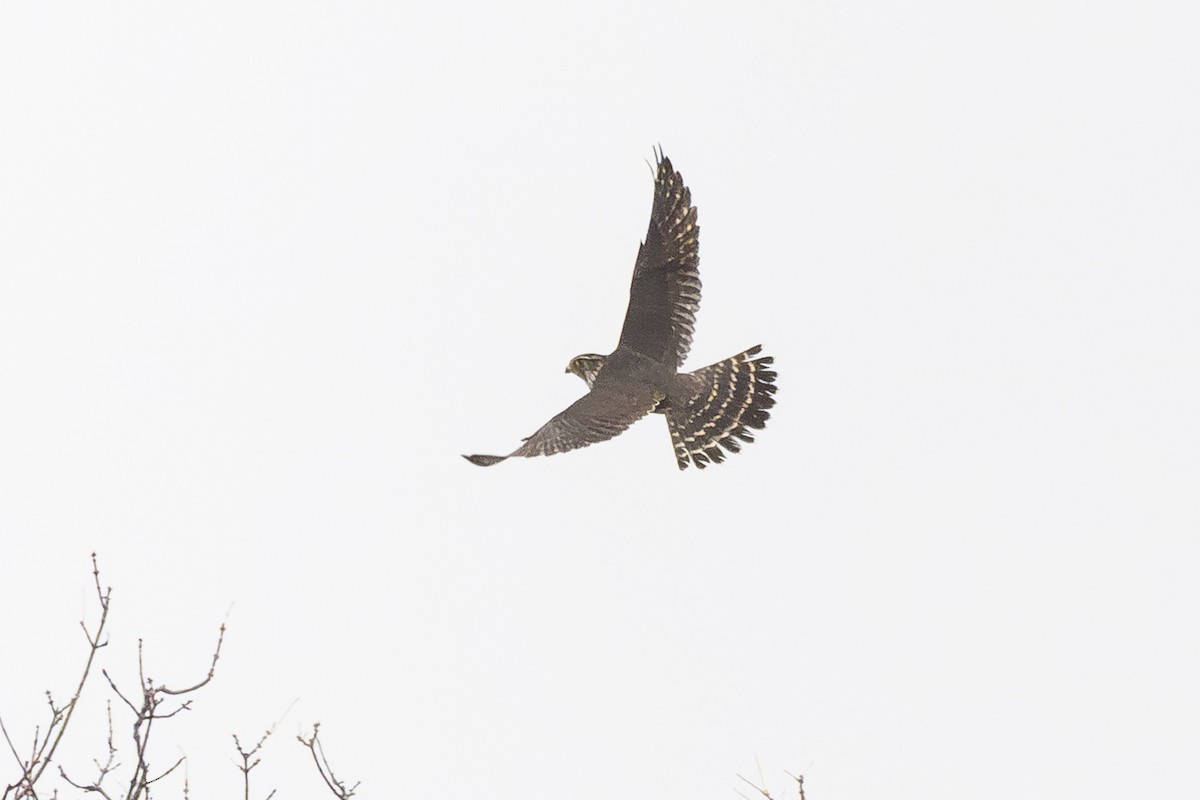 dřemlík tundrový - ML644362912