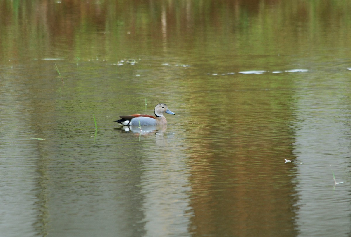 Rotschulterente - ML644362920