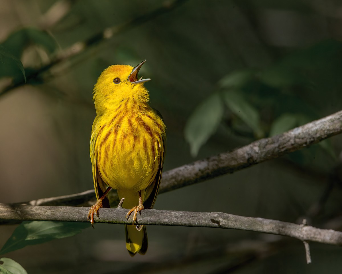 Northern Yellow Warbler - ML644362924