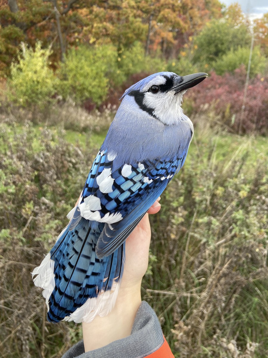 Blue Jay - ML644362928