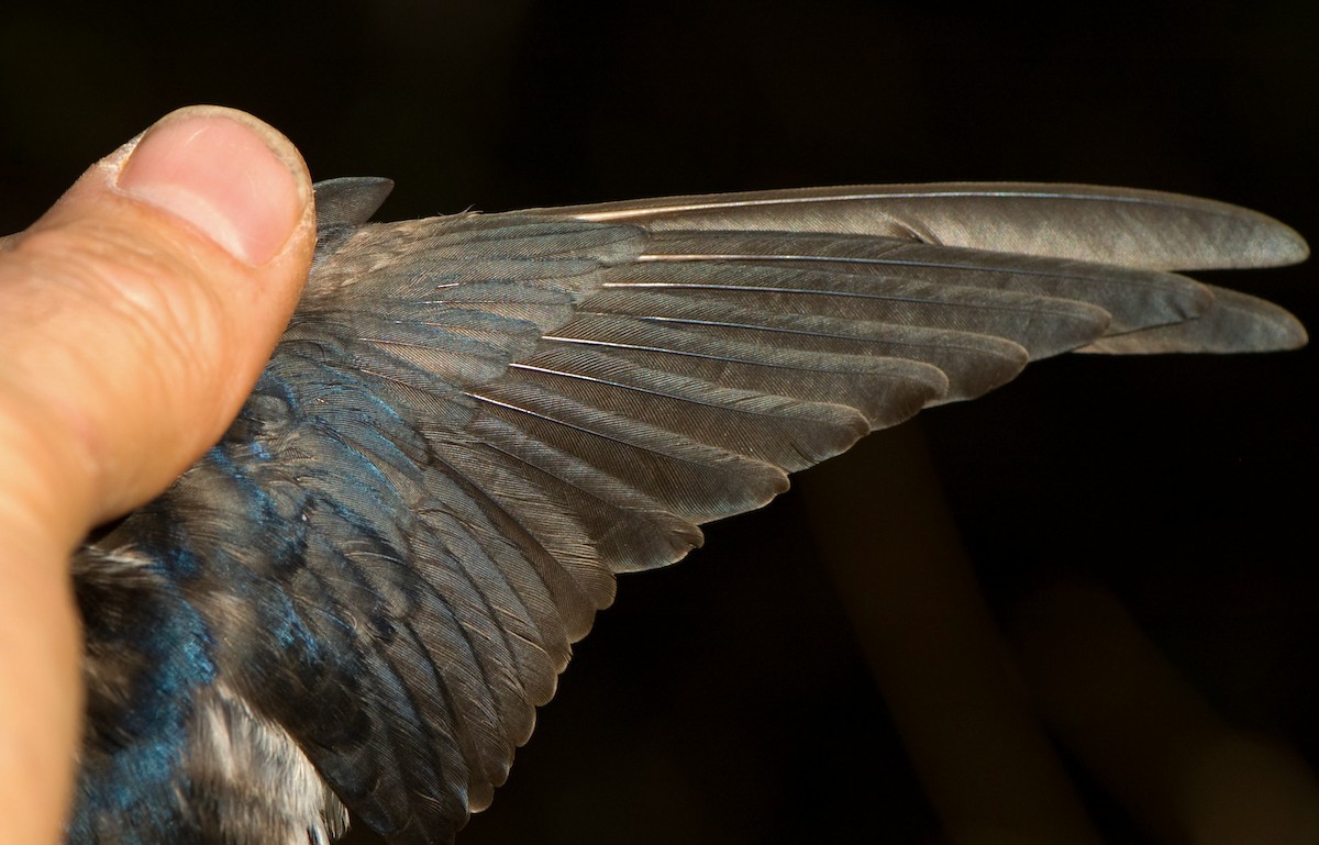 Wire-tailed Swallow - ML644362929