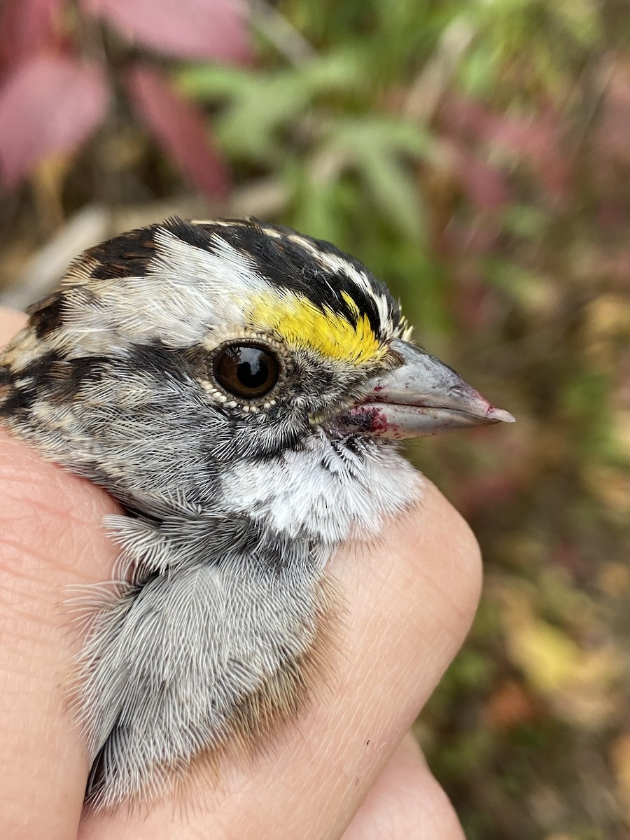 White-throated Sparrow - ML644362930
