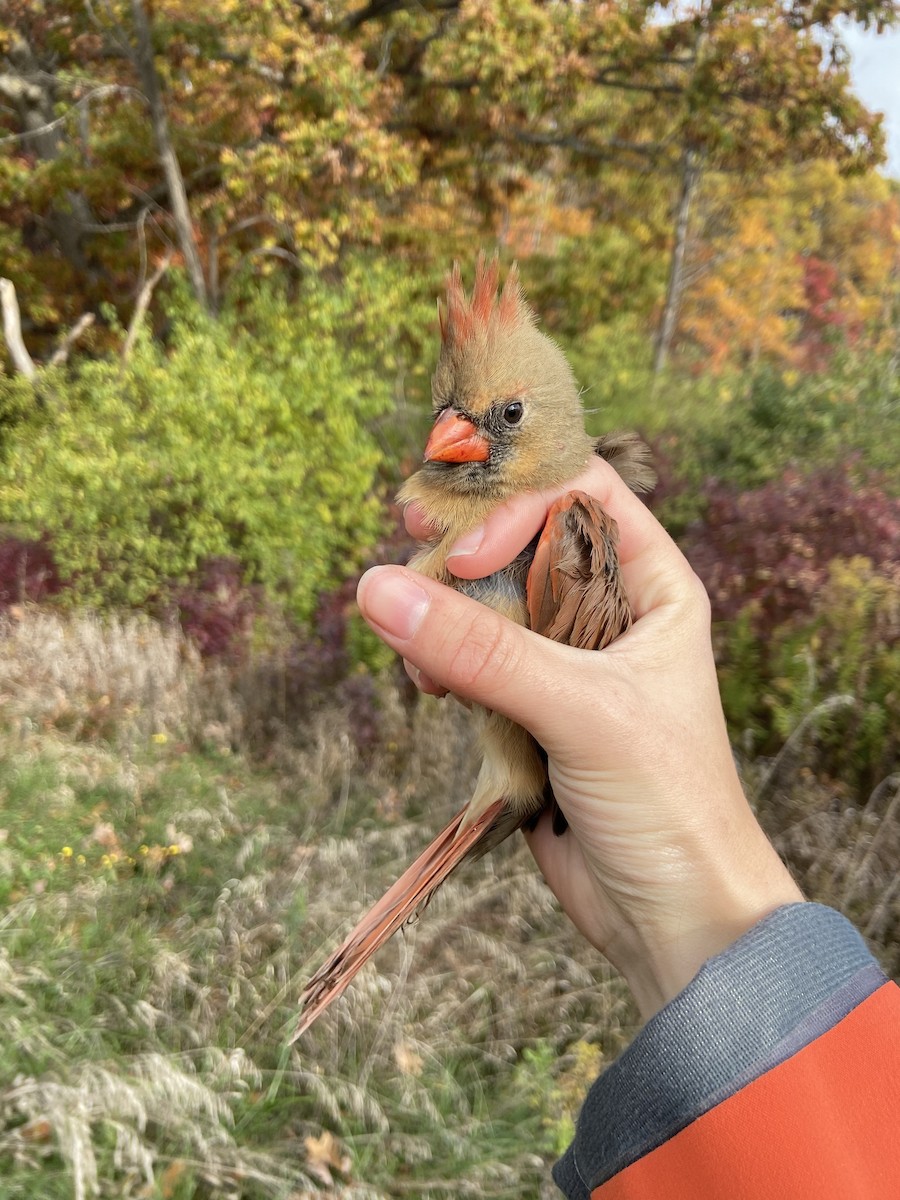 Northern Cardinal - ML644362932
