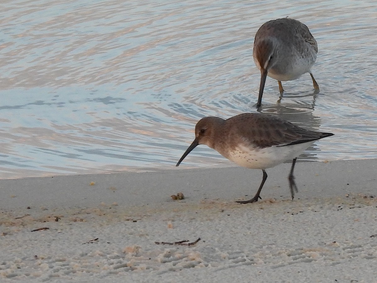 jespák obecný - ML644362933