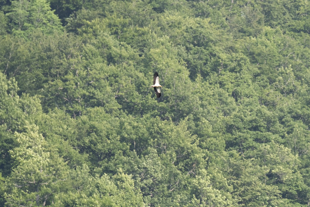 エジプトハゲワシ - ML644362934