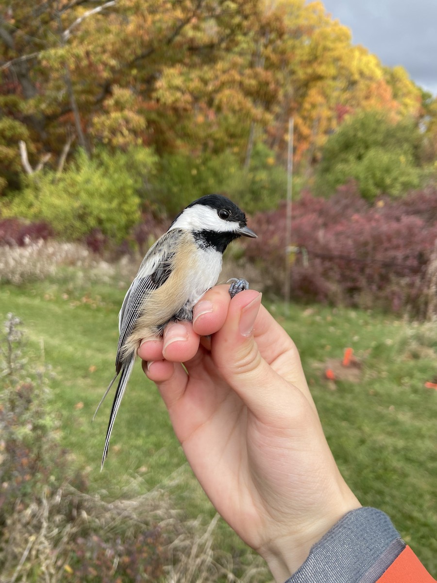 Black-capped Chickadee - ML644362936