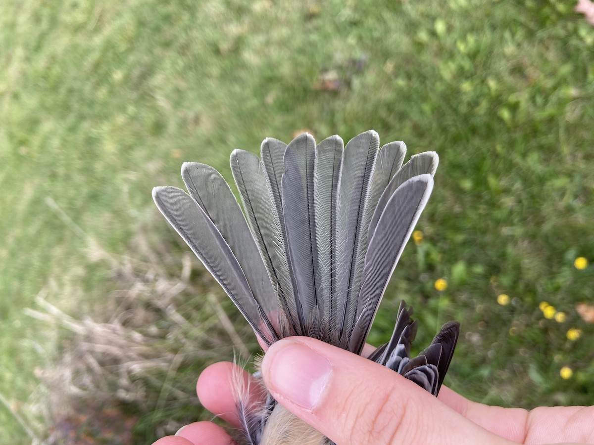 Black-capped Chickadee - ML644362937