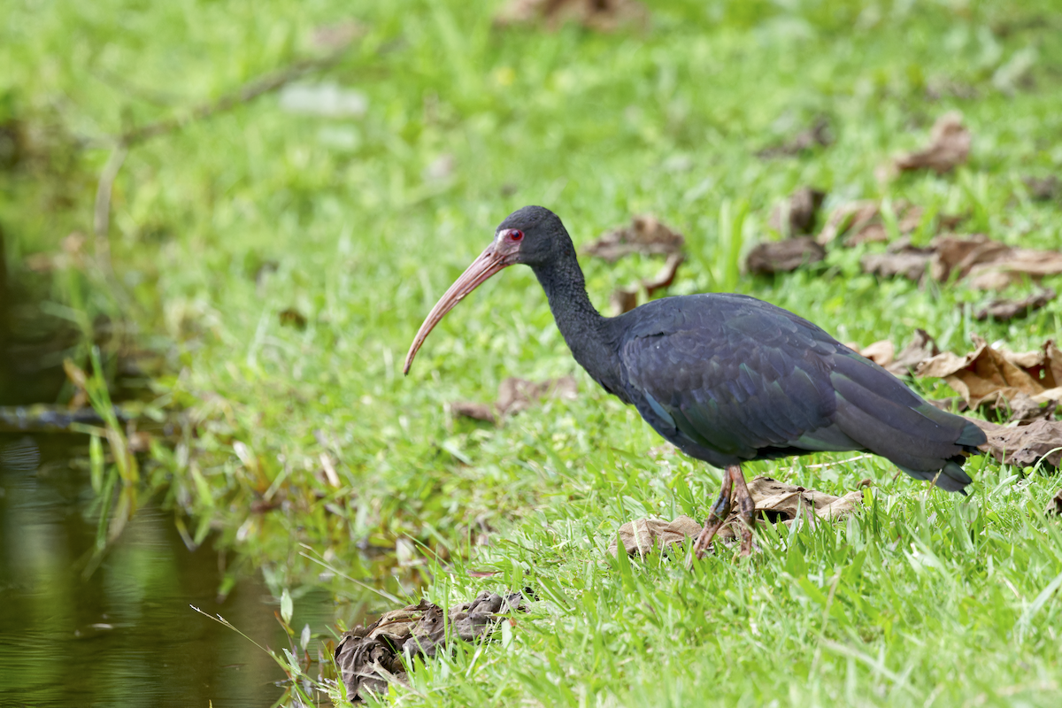 Bare-faced Ibis - ML644362939