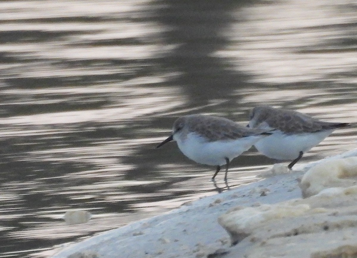 beringsnipe - ML644362945