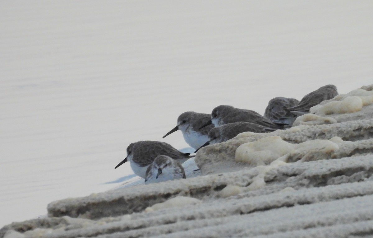 beringsnipe - ML644362947