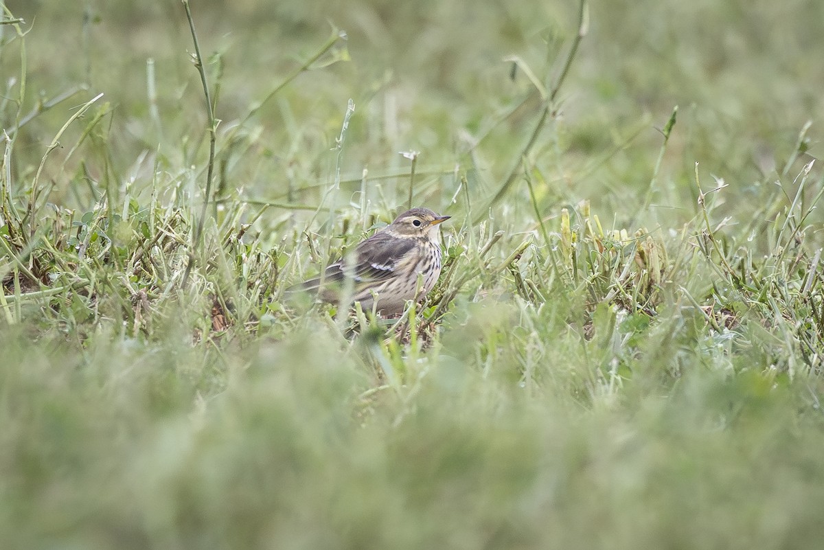 linduška tundrová - ML644362955