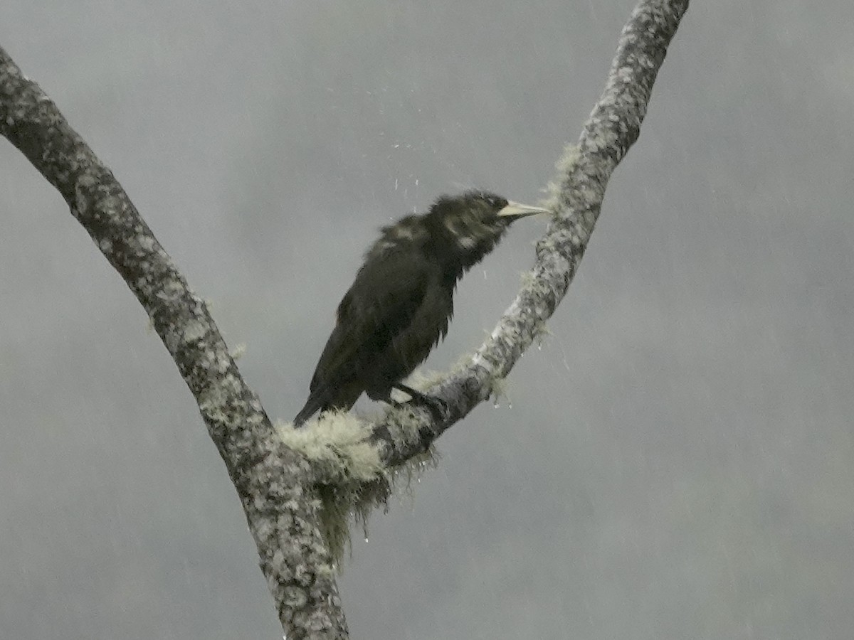 Dusky-green Oropendola - ML644362956