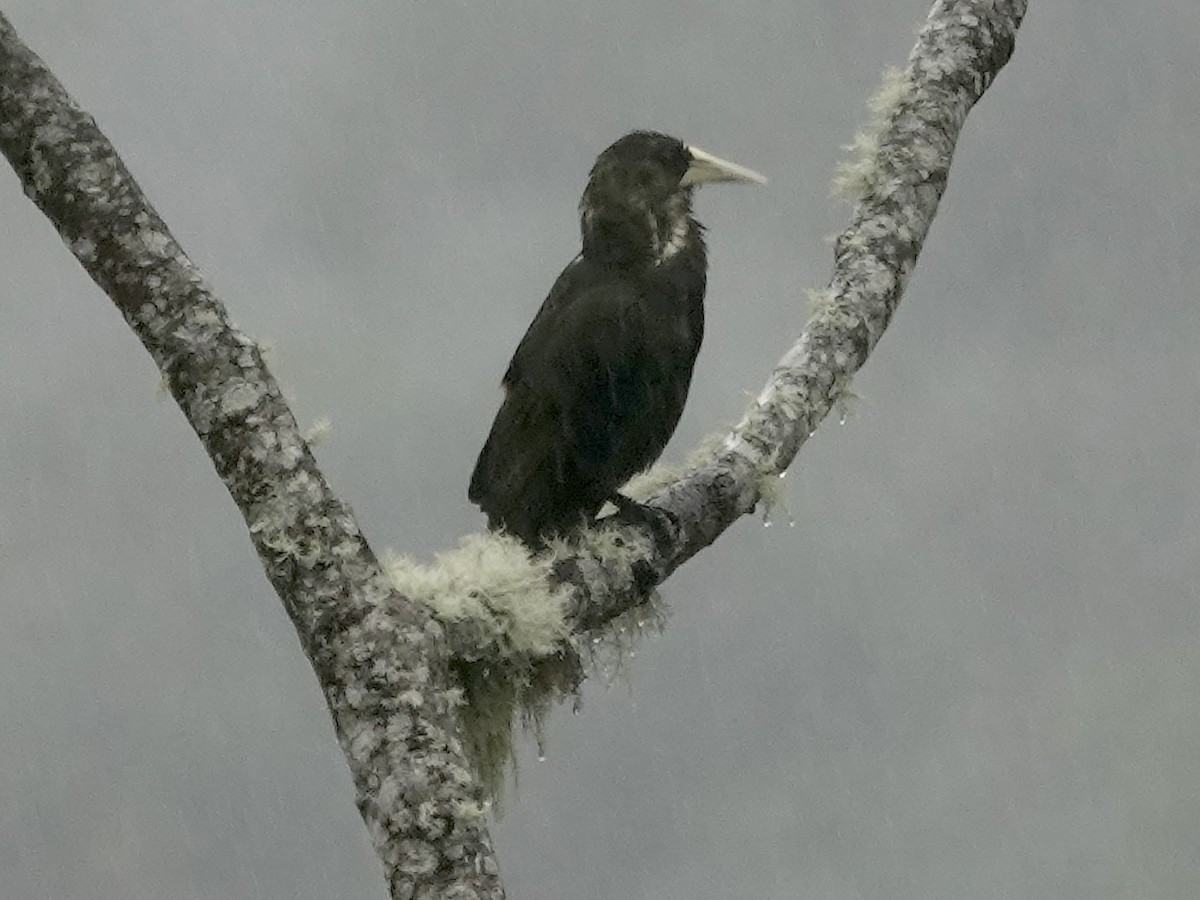 Dusky-green Oropendola - ML644362957