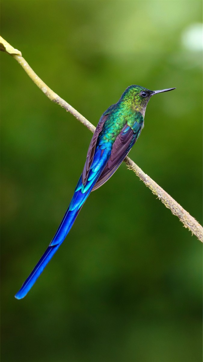 Violet-tailed Sylph - ML644362967