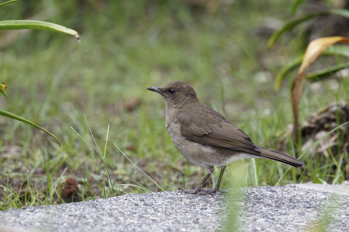 Black-billed Thrush - ML644362968