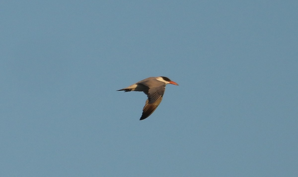 rybák velkozobý - ML644362972