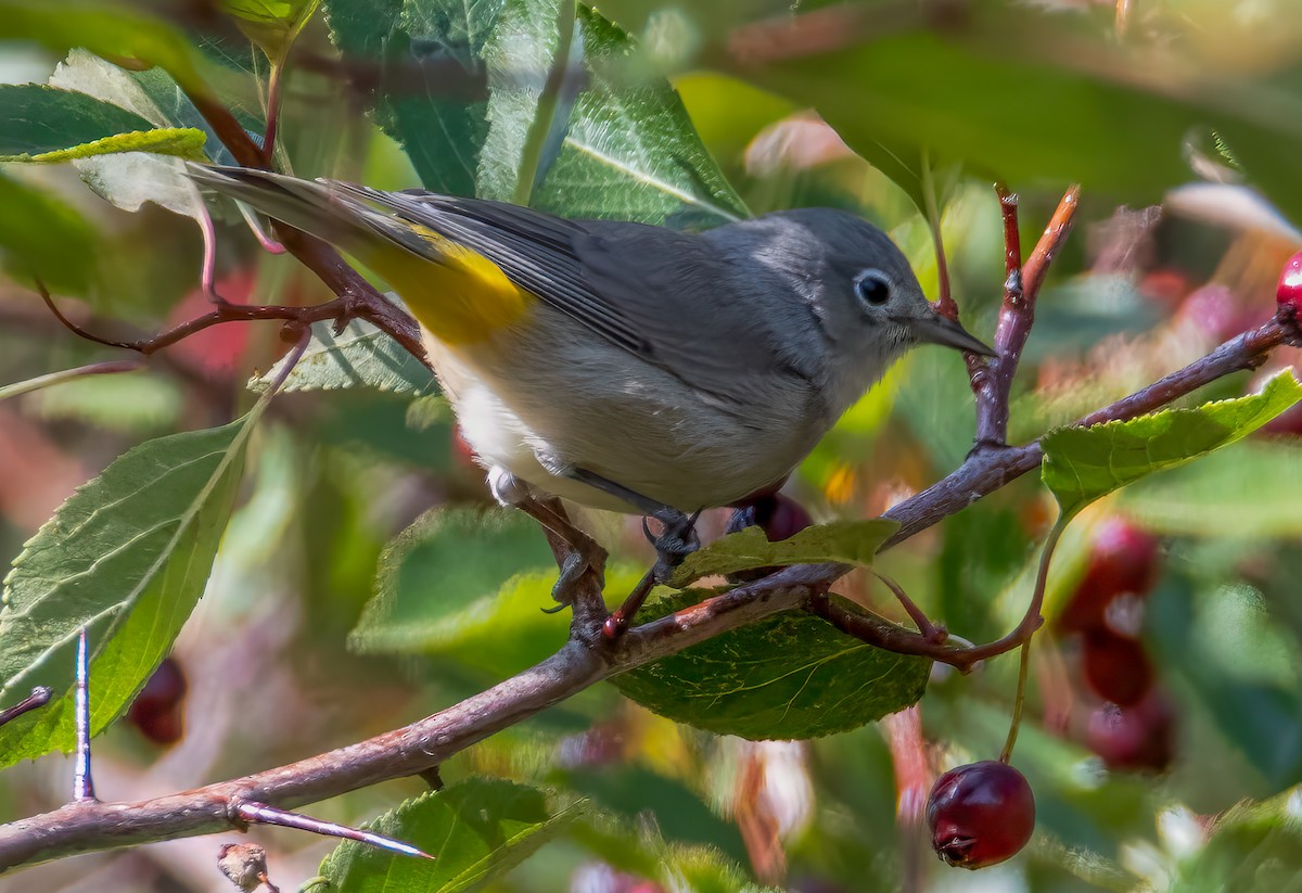Virginia's Warbler - ML644362974