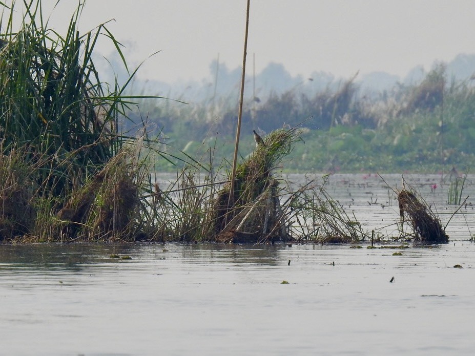 chřástal popelavý - ML644362981