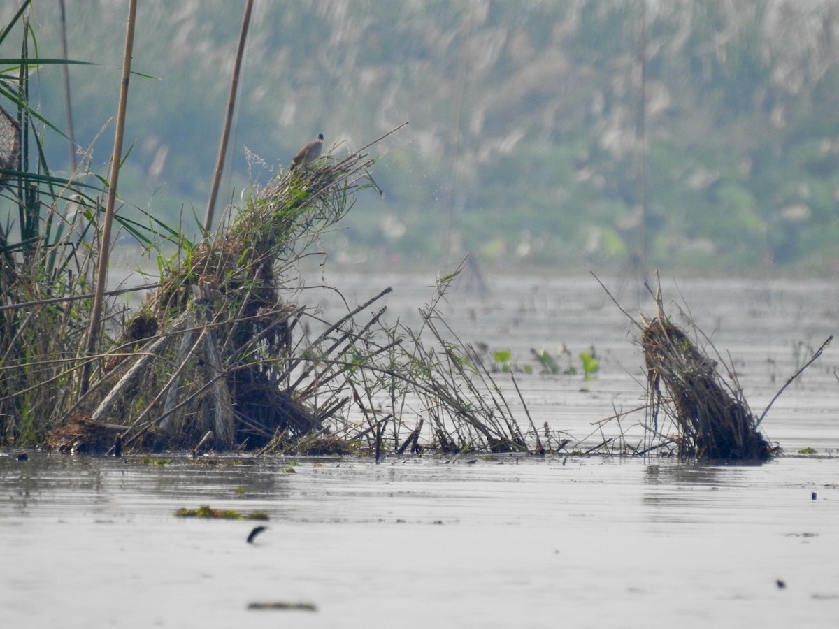 chřástal popelavý - ML644362982