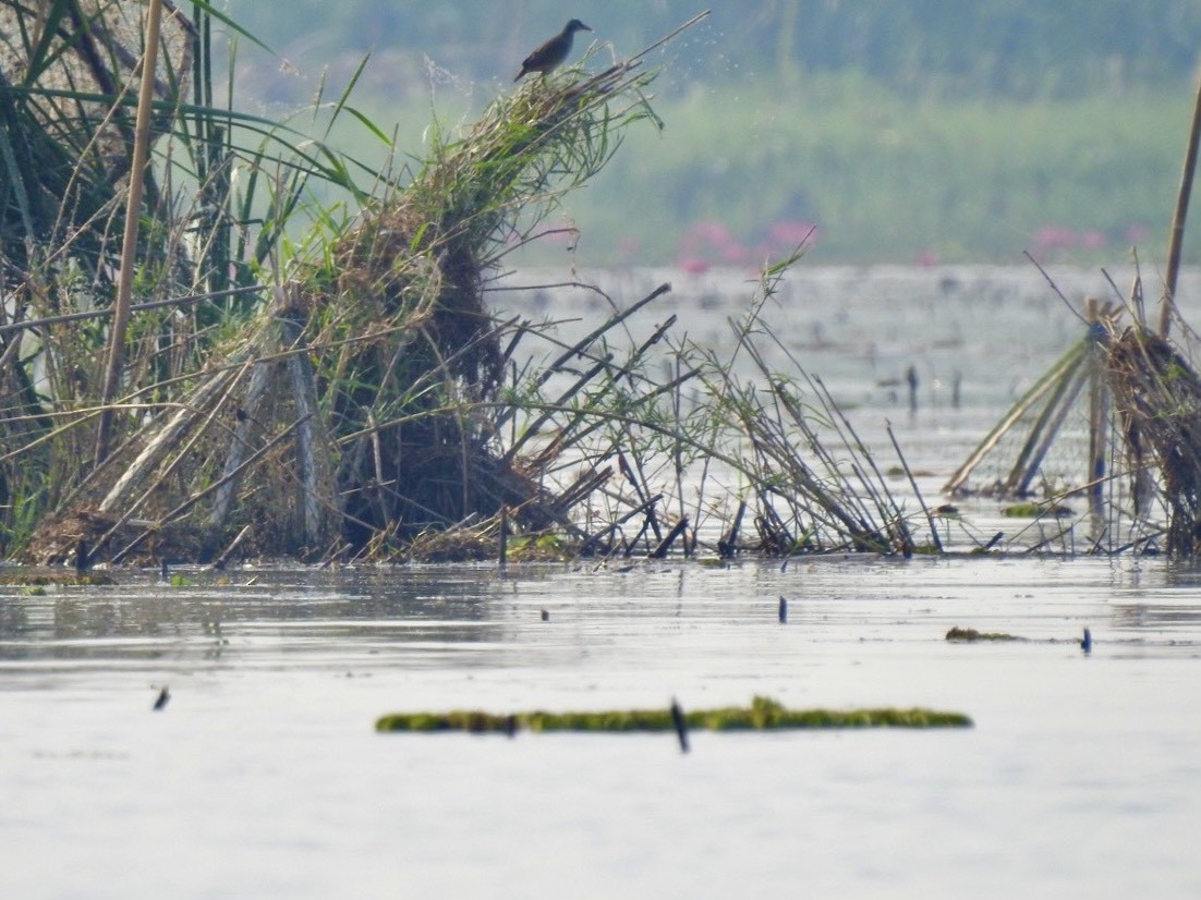 chřástal popelavý - ML644362983
