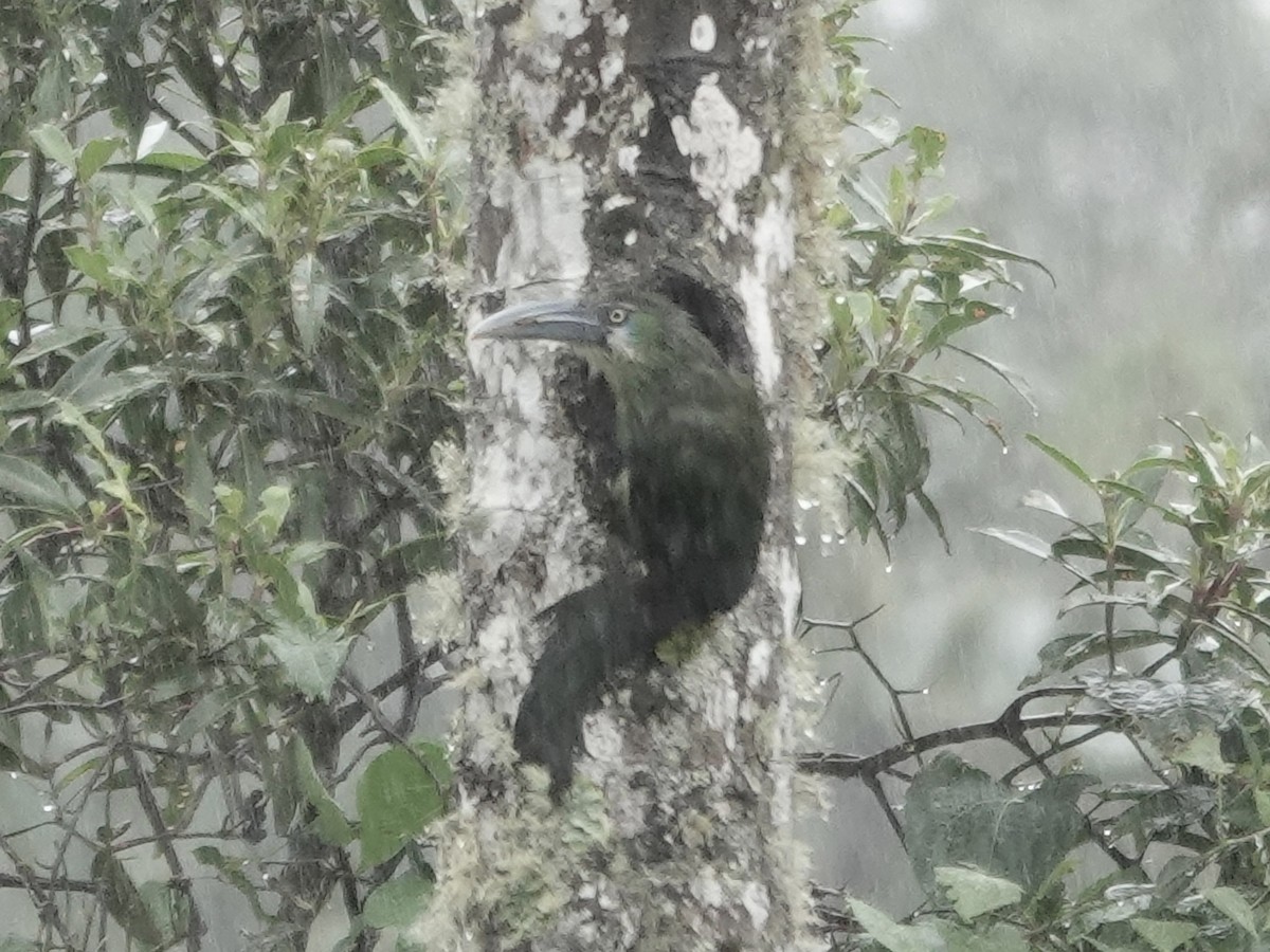 Тукан жовтоокий - ML644362984