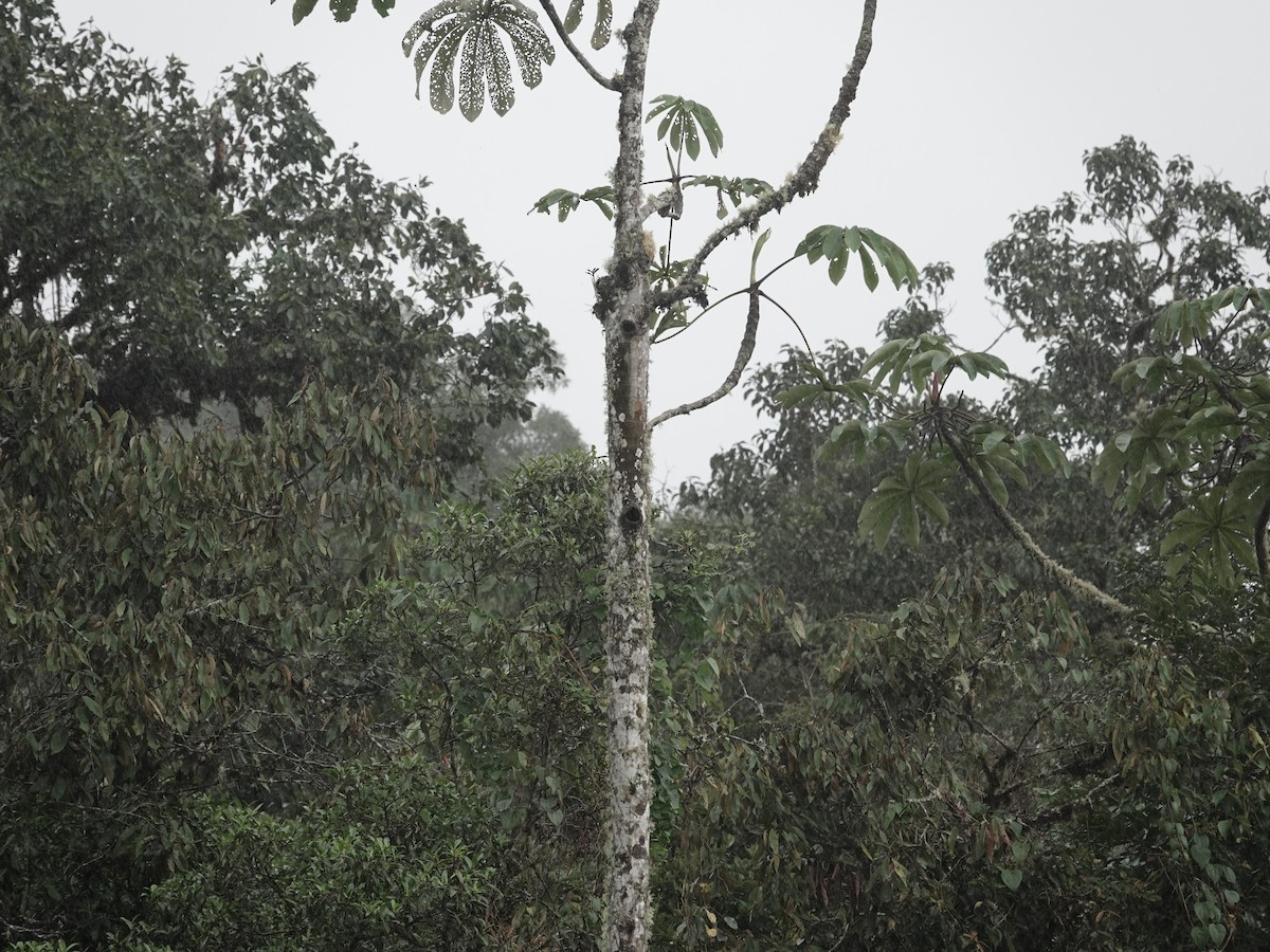 Тукан жовтоокий - ML644362985