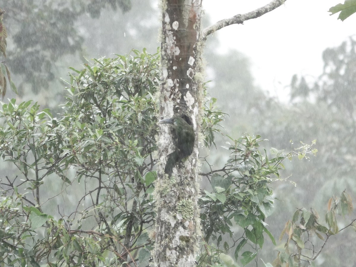 Тукан жовтоокий - ML644362986