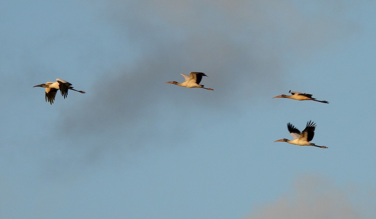 nesyt americký - ML644362998