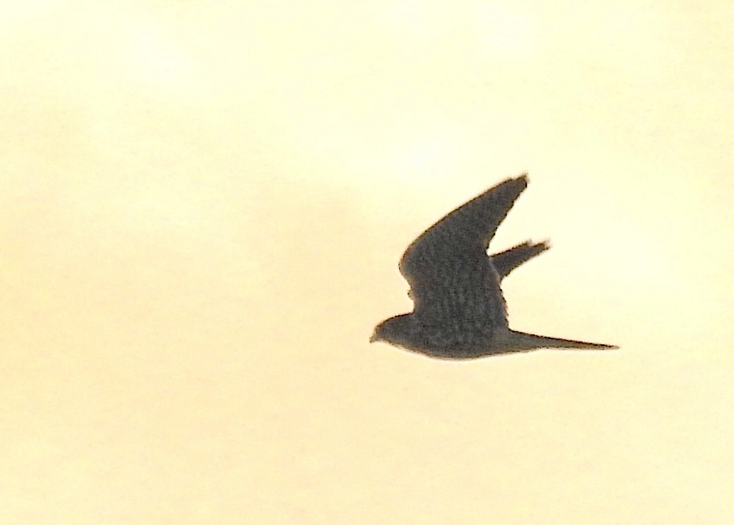 dřemlík tundrový - ML644363006