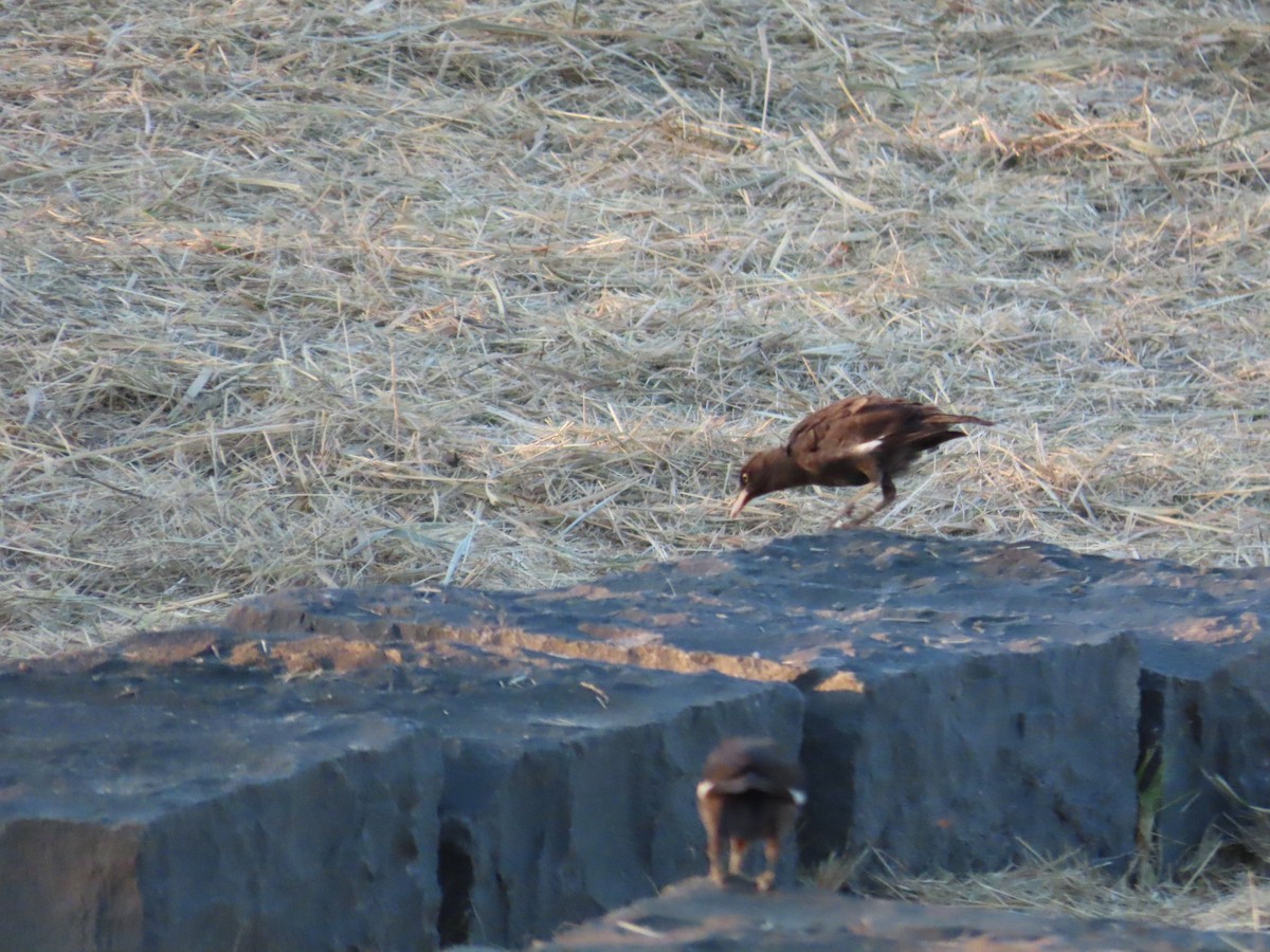 Crested Myna - ML644363007