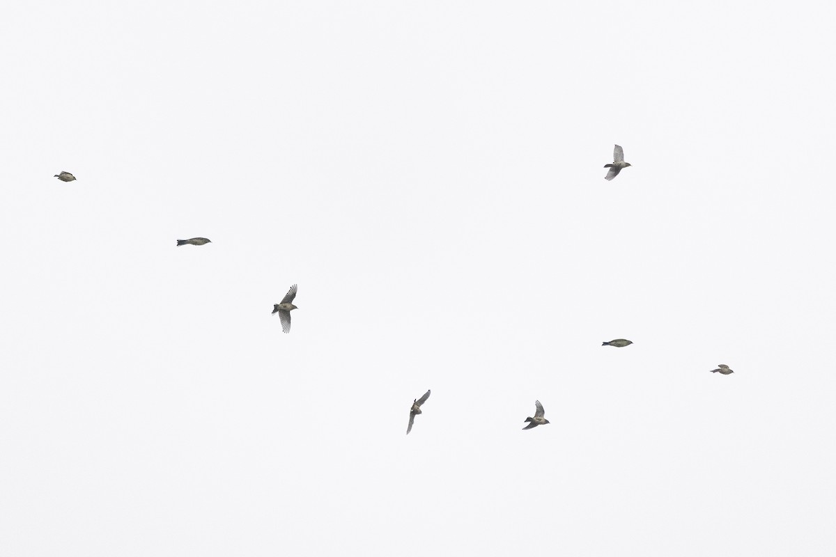 linduška tundrová - ML644363010